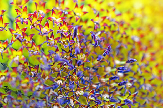citizen science_flowers